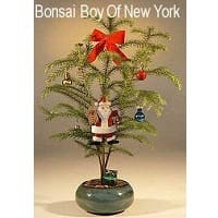 Bonsai Boy Black Friday